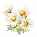 Charming Chamomile And Daisy Watercolor Illustration For Card