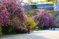 The charming cherry blossom in Jardin des Plantes in Paris