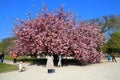 The charming cherry blossom in Jardin des Plantes in Paris