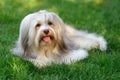 Charming chocolate colored havanese dog in the grass Royalty Free Stock Photo