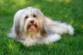 Charming chocolate colored havanese dog in the grass