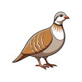 Charming Chukar Partridge Bird Design Royalty Free Stock Photo