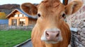Charming Close-Up of a Curious Red Devon Cow Posing in Front of a Rustic Farmhouse in Nature Royalty Free Stock Photo