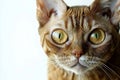 Charming Close Up of a Devon Rex Cat with Striking Eyes Against a Clean White Background for Stock Royalty Free Stock Photo