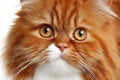 Charming Close-Up of a Ginger Cat with Captivating Eyes and Soft Fur in a Studio Setting Royalty Free Stock Photo