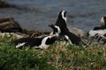 BIRDS- Africa- Close Up of a Group of Penguins Resting After a Hill Climb