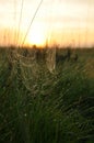Cobweb on the background of the sunset Royalty Free Stock Photo