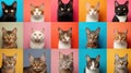 Gallery of Diverse Cat Breeds Against Colorful Backdrops.