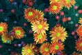 Charming colorful chrysanthemum multiflora