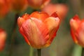 Charming, colorful tulip