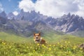 Charming corgi dog in flowers in spring mountains Royalty Free Stock Photo