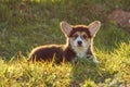 Charming Corgi doggy with big ears and sable-white fur stand on sunshine. Interested puppy walking and enjoy nature. Royalty Free Stock Photo