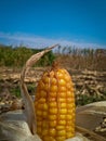 A charming corn plantation on a sunny day