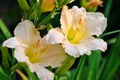 Charming cream with yellow daylilies in the garden. Royalty Free Stock Photo