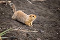 A charming, curious gopher stands on the volcanic sand and stretches, not looking at the camera. Close-up.