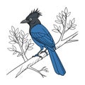 Charming Curl-crested Jay Bird Design Royalty Free Stock Photo