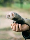 Charming and cute animal, cute wild ferret sits on the hands of person, protecting little friends from danger
