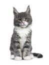 Charming cute blue with white Maine Coon cat kitten on white