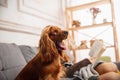 Cute english cocker spaniel with little girl sitting on sofa. Home comfort Royalty Free Stock Photo