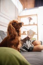 Cute english cocker spaniel with little girl sitting on sofa. Home comfort Royalty Free Stock Photo