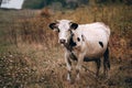 Charming cute country animal from the farm. An adult purebred cow of white color with black spots and large horns stands in a Royalty Free Stock Photo