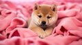 Charming cute fluffy ginger puppy shiba inu is lying on pink bed and resting. Valentines Day greeting card with a dog.