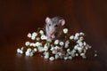 Charming dambo rat with gypsophila flowers on a brown background. Festive picture Royalty Free Stock Photo