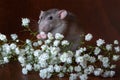 Charming dambo rat with gypsophila flowers on a brown background. Festive picture Royalty Free Stock Photo