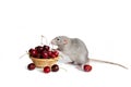 Charming dambo rat on a white isolated background eats a sweet cherry. Cute pet. Chinese New Year. The symbol of 2020. Copy spase