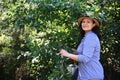 Charming woman gardener stands on a ladder and smiles, looking at the camera while picking ripe cherries in fruit garden