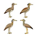 Charming Bush Stone-Curlew Bird Design Royalty Free Stock Photo