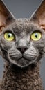 Charming Devon Rex Cat With Big Yellow Eyes And Curly Fur Posing Adorably On A Neutral Background Royalty Free Stock Photo
