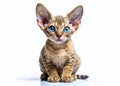 Charming Devon Rex Kitten with Intriguing Gaze Adorable Sideways Pose Against a Clean White Background for Stock Royalty Free Stock Photo