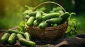 Charming display of just picked cucumbers in a rustic container