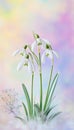 Charming display of snowdrop blooms against a soft pastel background for nature and spring lovers Royalty Free Stock Photo