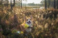 Charming dog breed Corgi on a nature autumn lake