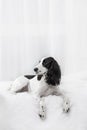 Charming dog breed Spaniel black and white spotted Royalty Free Stock Photo