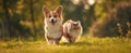 The charming dog and cat enjoying a sunny day in the park..AI generated image Royalty Free Stock Photo