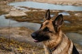 A charming dog looks attentively with intelligent brown eyes outside. A close-up portrait of purebred beautiful German Shepherd Royalty Free Stock Photo