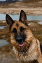 A charming dog looks attentively with intelligent brown eyes outside. A close-up portrait of purebred beautiful German Shepherd Royalty Free Stock Photo