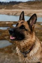 A charming dog looks attentively with intelligent brown eyes outside. A close-up portrait of purebred beautiful German Shepherd Royalty Free Stock Photo