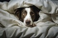 A charming dog\'s face under a gray blanket
