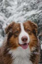 Charming dog on walk in park. Aussie red tricolor portrait closeup. Christmas card with pet. Brown Australian Shepherd