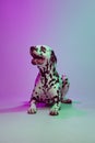 Charming doggy, young Dalmatian dog posing isolated over gradient green-purple studio background in neon light. Concept