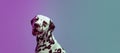 Charming doggy, young Dalmatian dog posing isolated over gradient green-purple studio background in neon light. Concept