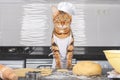 Charming domestic cat bakes cookies in the kitchen Royalty Free Stock Photo