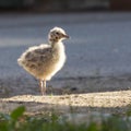 Charming domestic duckling standing amidst a green grassy area Royalty Free Stock Photo