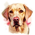 Illustration Portrait of Labrador Retriever. Cute dog isolated on white background.