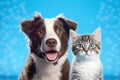 Charming Duo: British Shorthair Cat Kitten and Border Collie Dog (AI Generated)