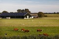 Charming Dutch cattle farm Royalty Free Stock Photo